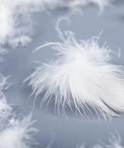 Castex Traversin Naturel Mi-ferme En Plumes Et Duvet 200 Cm -Boutique Maisons du Monde traversin naturel mi ferme en plumes et duvet 200 cm 4