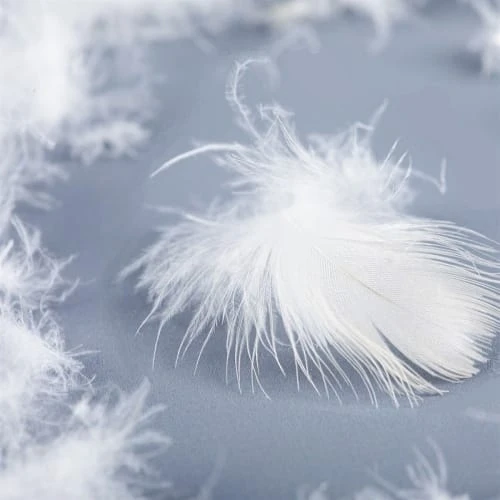 Castex Traversin Plat Naturel Moelleux En Plumes Et Duvet 180 Cm 6 Castex Traversin Plat Naturel Moelleux En Plumes Et Duvet 180 Cm – Image 4